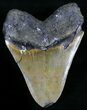 Serrated Megalodon Tooth - North Carolina #29231-2